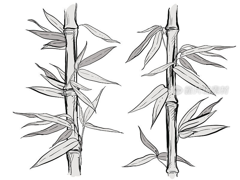 手绘的竹竿和竹叶插图。向量eps 8